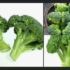 Cara Menyimpan Brokoli